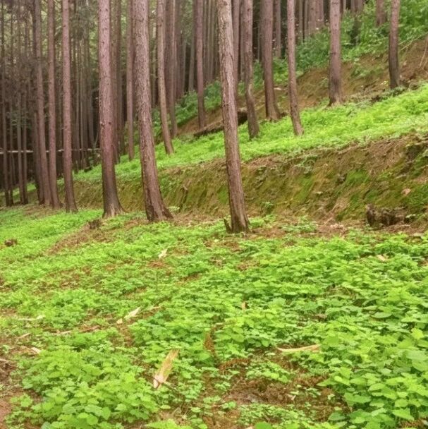 丘北双龙营:林下套种巧赋能 立体种养铺就乡村振兴增收路 丘北双龙营:林下套种巧赋能 立体种养铺就乡村振兴增收路