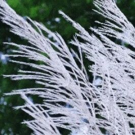 广南:秋染郊野 荻花摇曳绘秋景 广南:秋染郊野 荻花摇曳绘秋景