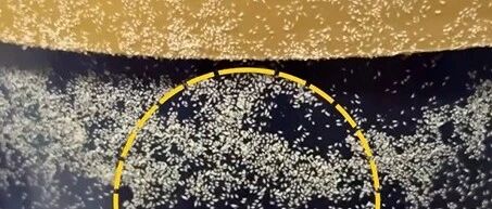 早安·河东丨奶粉罐上覆满白色“粉末”,以为是奶粉残留,网友科普后,无法直视…… 早安·河东丨奶粉罐上覆满白色“粉末”,以为是奶粉残留,网友科普后,无法直视……
