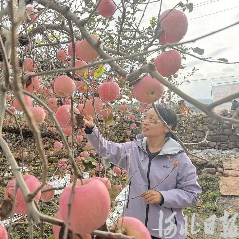 《河北日报》报道邢台：金秋太行果飘香 浆水苹果采摘忙