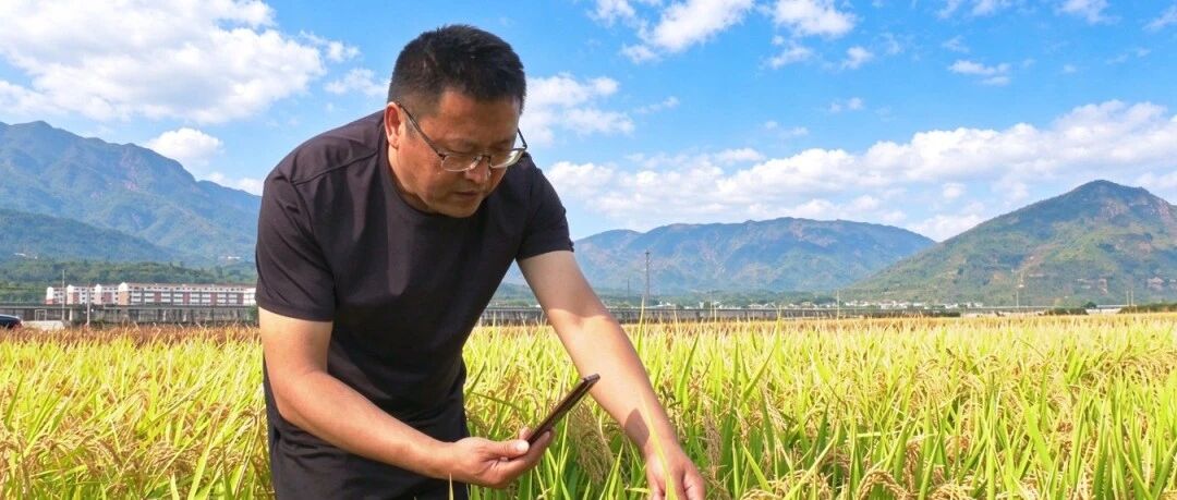 稻田画里开直播!涉县红河谷新米开始预约 稻田画里开直播!涉县红河谷新米开始预约