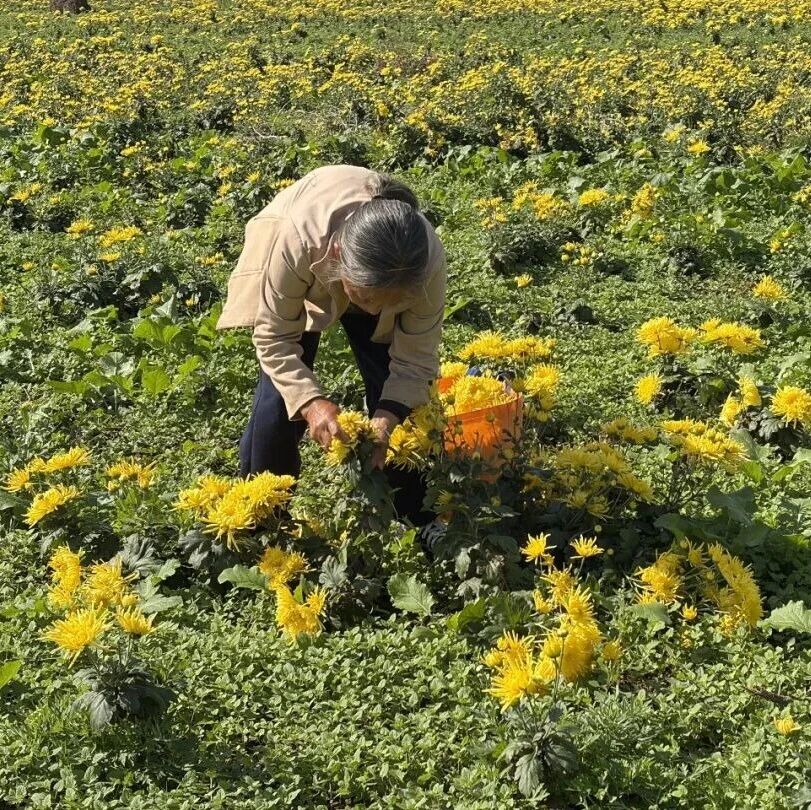 花海变产业！长水镇药用菊花开出乡村振兴“致富花”