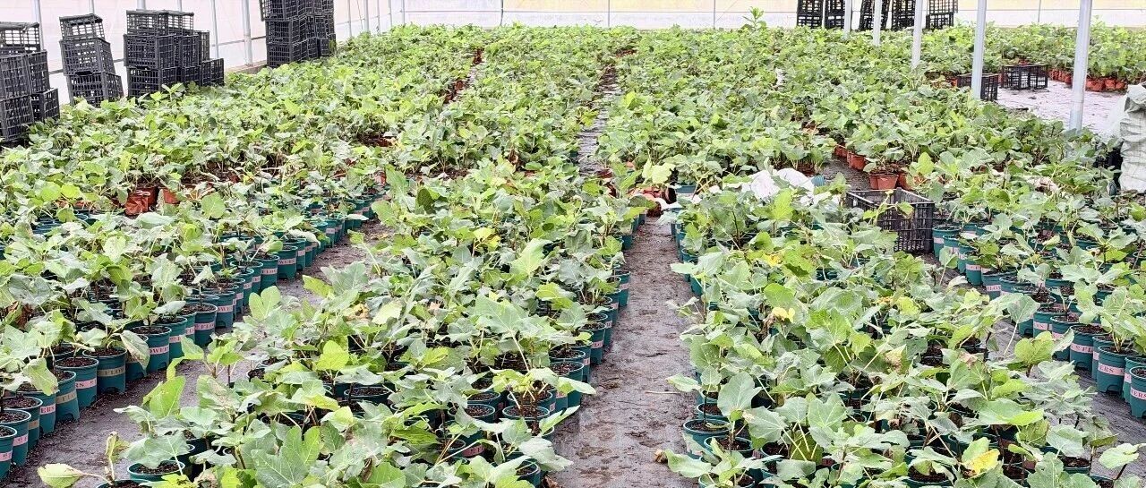一线看发展丨试种无花果探新路 镇沅县者东镇培育乡村振兴“致富果”