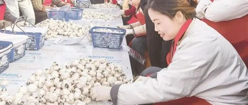 灵璧县杨疃镇:小菌菇 “链出”大产业 灵璧县杨疃镇:小菌菇 “链出”大产业