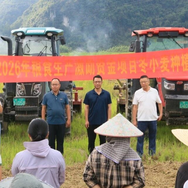 冬耕抢种正当时 轮作增效稳粮仓——金城江区召开冬小麦种植现场会