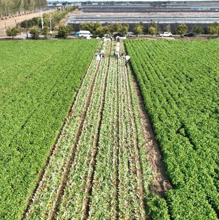 到现场去 到一线去 到群众中去 | 沙壤沃土结硕果 石新秋菜喜丰收 到现场去 到一线去 到群众中去 | 沙壤沃土结硕果 石新秋菜喜丰收