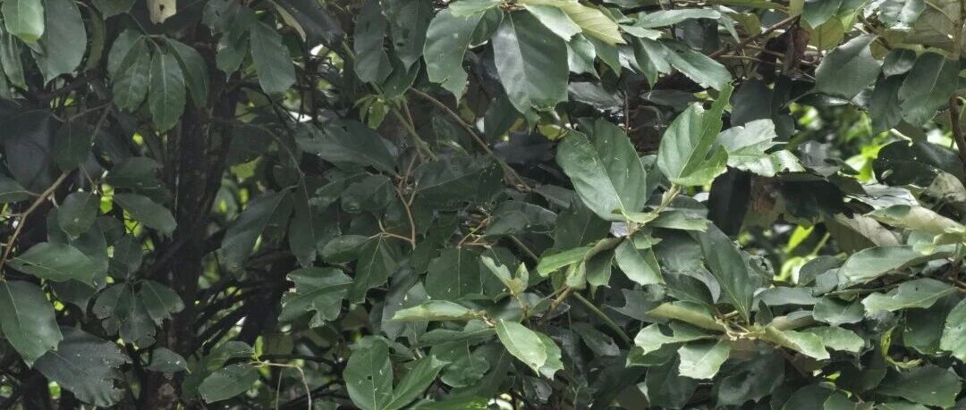 首次!临沧一保护区发现景东翅子树 首次!临沧一保护区发现景东翅子树