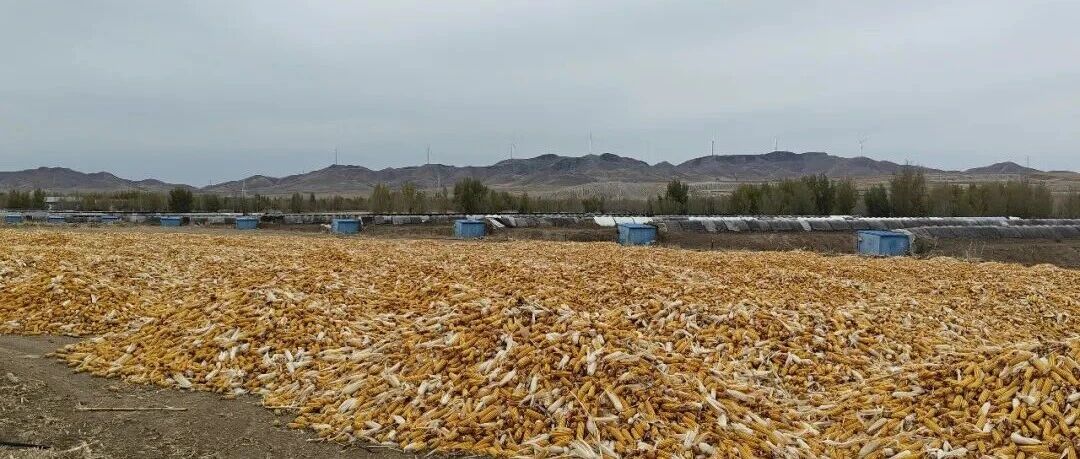 【乡村振兴】查干诺尔镇：农事综合服务中心助力粮食丰产丰收