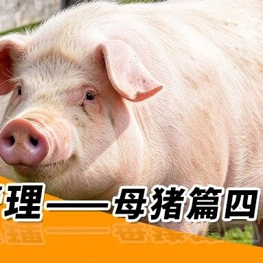 秋季养猪管理—— 母猪篇四