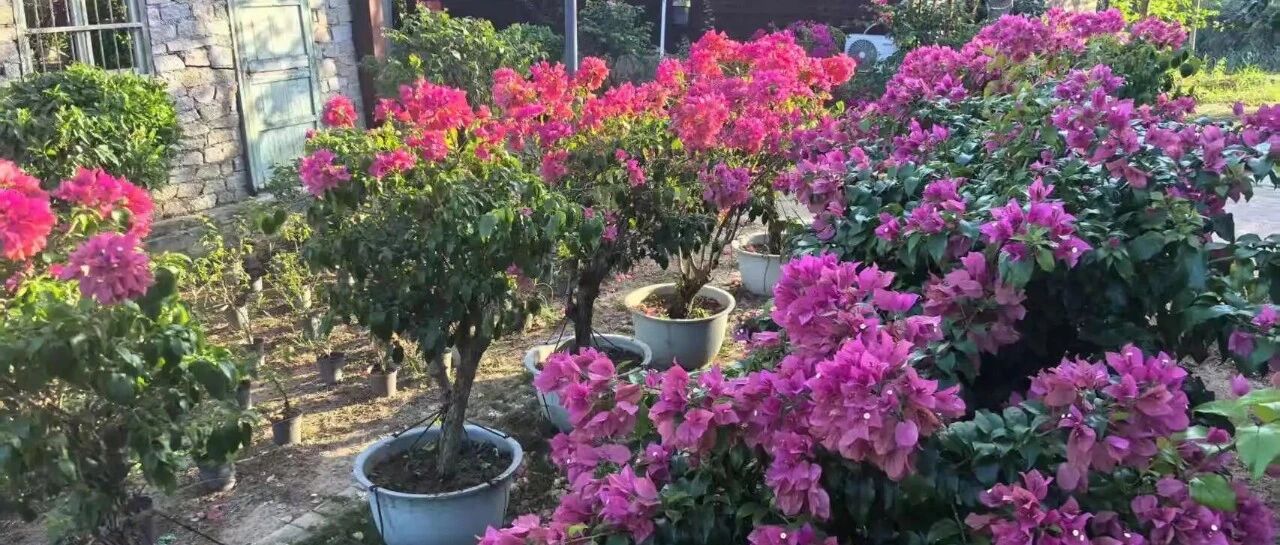 海南日报 | 白沙阜龙乡：花卉产业激活村集体经济新动能