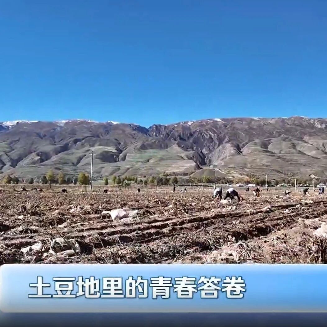 省媒看贵德|土豆地里的青春答卷 省媒看贵德|土豆地里的青春答卷
