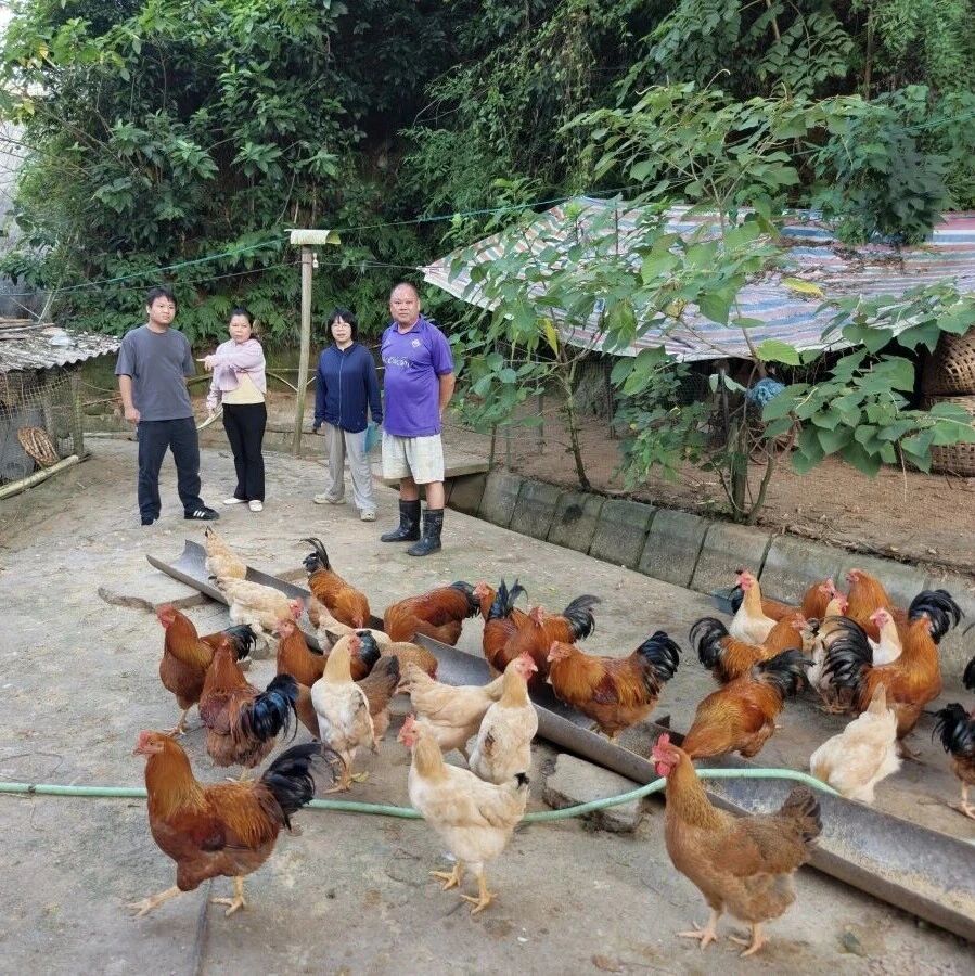 浦北县:产业奖补再加码 帮扶对象乐哈哈 浦北县:产业奖补再加码 帮扶对象乐哈哈