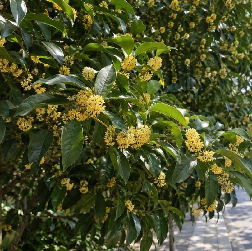 紧急提醒!路边桂花不要采、不要吃!暗藏虫卵,存在重金属污染风险! 紧急提醒!路边桂花不要采、不要吃!暗藏虫卵,存在重金属污染风险!