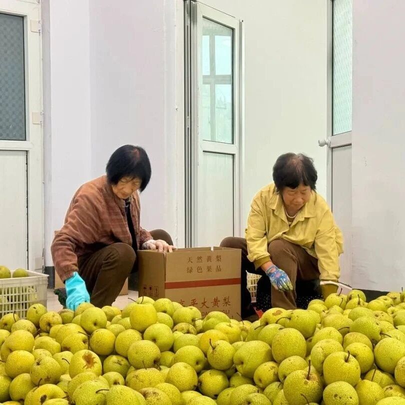 一口脆甜!这里的黄梨可以采摘了~ 一口脆甜!这里的黄梨可以采摘了~