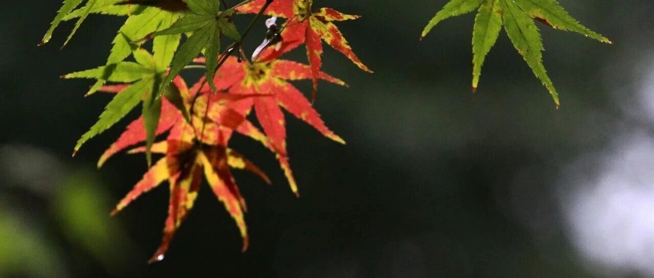 今日迎霜降,下周冷空气来袭,北京或将提前入冬 今日迎霜降,下周冷空气来袭,北京或将提前入冬