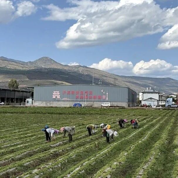 沪滇协作添动能|辛屯镇特色农业铺就乡村振兴富民路 沪滇协作添动能|辛屯镇特色农业铺就乡村振兴富民路