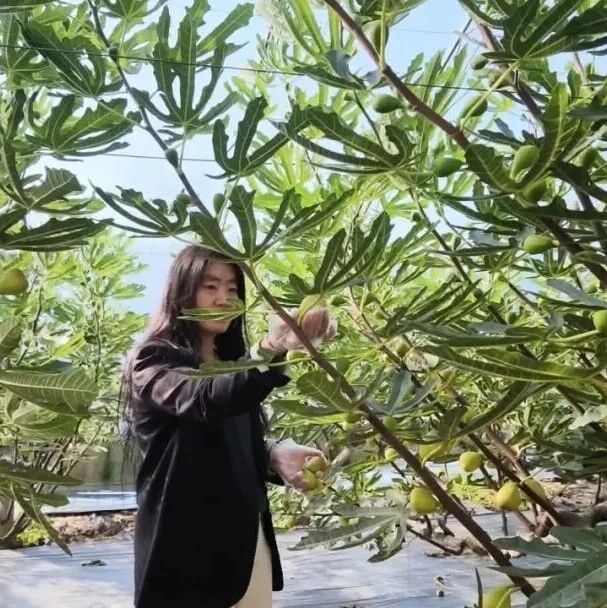 【乡村行 看振兴】龙泉镇欢掌底村:大棚蜜果四季采摘富乡村 【乡村行 看振兴】龙泉镇欢掌底村:大棚蜜果四季采摘富乡村