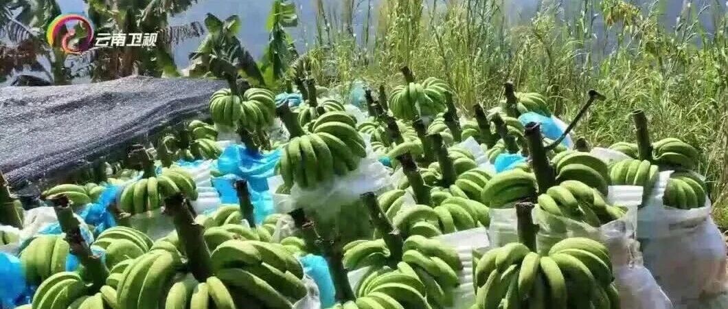《云南新闻联播》报道麻栗坡:特色产业结硕果 金秋时节迎丰收 《云南新闻联播》报道麻栗坡:特色产业结硕果 金秋时节迎丰收