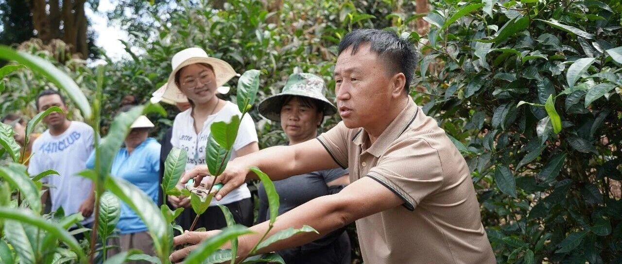 流量背后话茶兴!他把党代会精神种进茶园里 流量背后话茶兴!他把党代会精神种进茶园里
