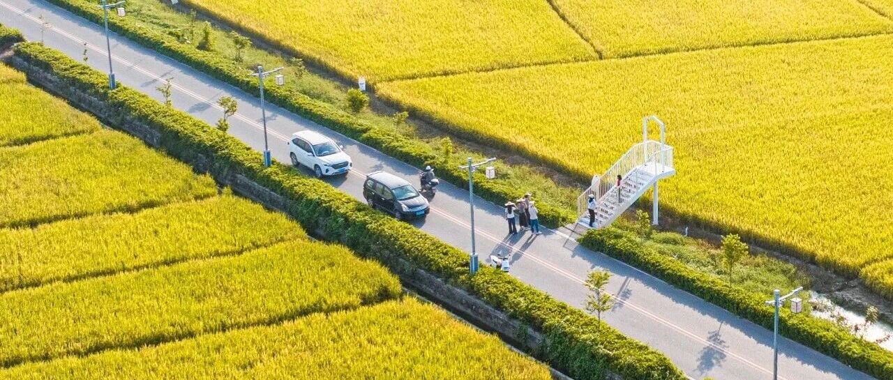 秋日「治愈系」浪漫!高要这片稻田太出片了→丨周末叹高要 秋日「治愈系」浪漫!高要这片稻田太出片了→丨周末叹高要
