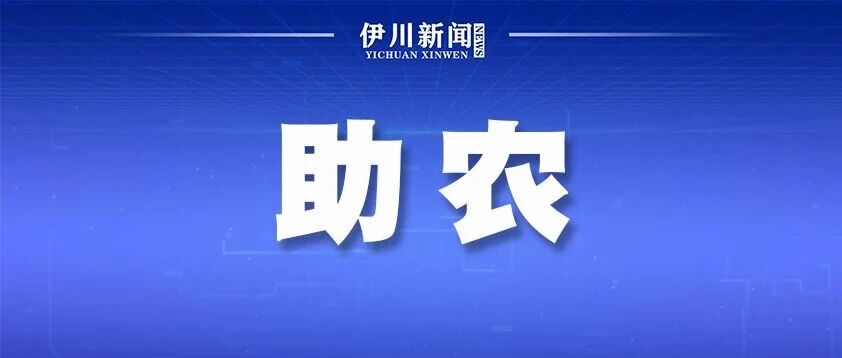 伊川:这场助农直播有点“甜” 伊川:这场助农直播有点“甜”