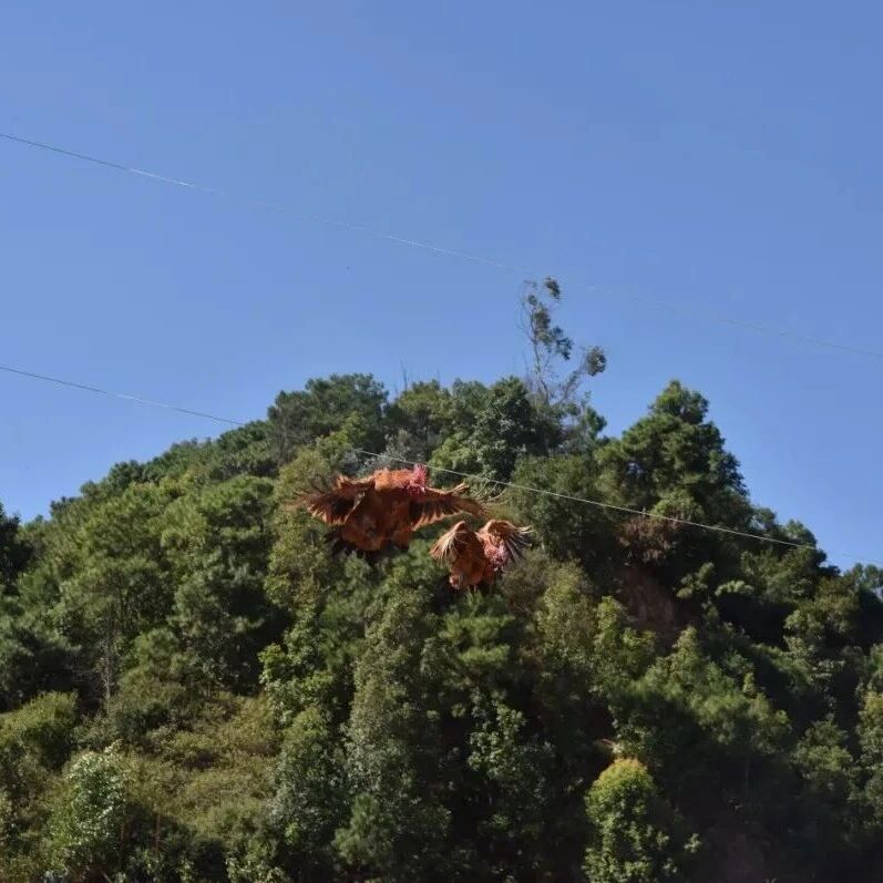 博南文化节丨“飞凤王”争霸赛热闹开赛 240只博南山鸡银江河畔展翅竞技