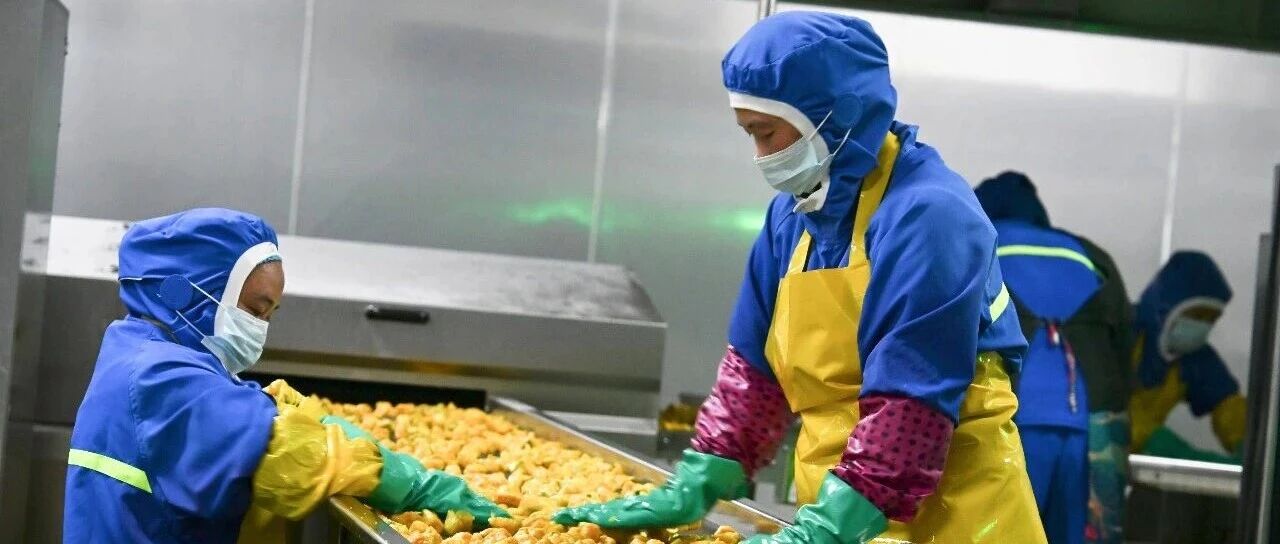 巧家马树：马铃薯全产业链铺就群众增收路