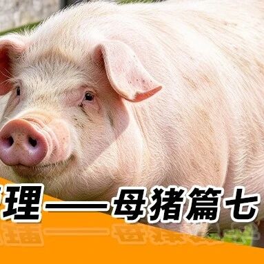 秋季养猪管理—— 母猪篇七