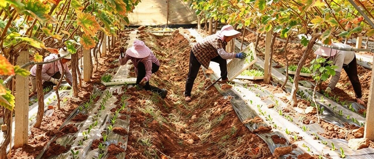 宾川推广粮经作物间套种:稳粮有支撑 增收有渠道 宾川推广粮经作物间套种:稳粮有支撑 增收有渠道