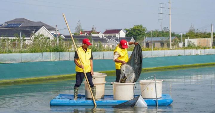 当日捕捞、当日送达,“崇明1号”清水蟹开捕上市 当日捕捞、当日送达,“崇明1号”清水蟹开捕上市