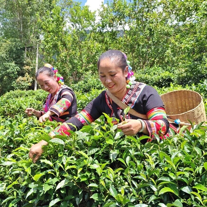 产业之窗|一叶青叶焕新机!澜沧糯福乡茶园酿就烟火幸福 产业之窗|一叶青叶焕新机!澜沧糯福乡茶园酿就烟火幸福