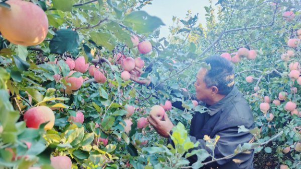 读图 | 清水上山岗，苹果富山乡