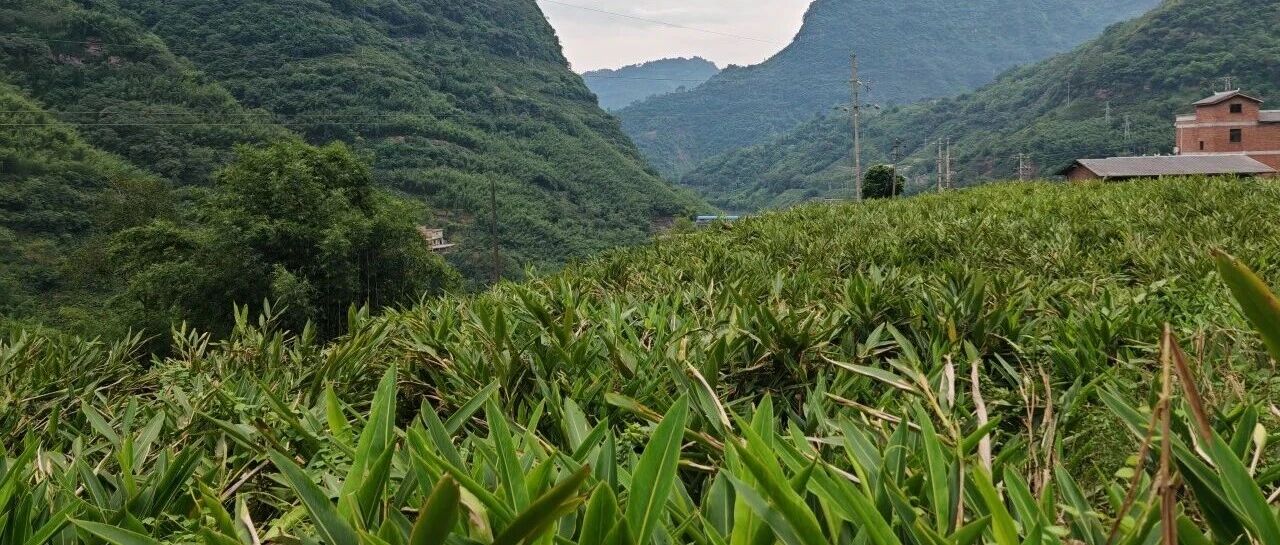 水富1.3万亩砂仁迎采收 林下套种助农稳增收