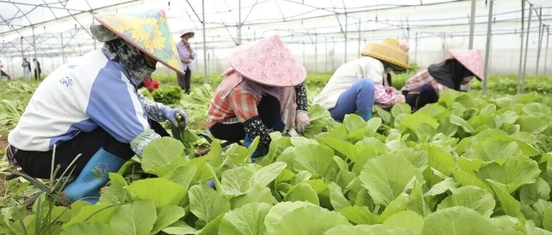 白沙牙叉镇:“订单农业+鲜度经济”让新鲜蔬菜直达餐桌 白沙牙叉镇:“订单农业+鲜度经济”让新鲜蔬菜直达餐桌
