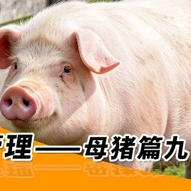 秋季养猪管理—— 母猪篇九