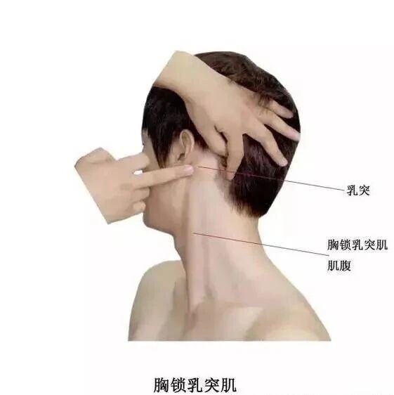 针刀疼痛治疗中常要治疗的触痛点 针刀疼痛治疗中常要治疗的触痛点