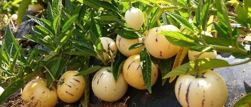 丘北虎革村:头雁领飞“参”业兴 山乡结出致富果 丘北虎革村:头雁领飞“参”业兴 山乡结出致富果