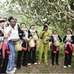 开局起步“十五五” | 打造辨识度突出的老山茶文化IP 开局起步“十五五” | 打造辨识度突出的老山茶文化IP