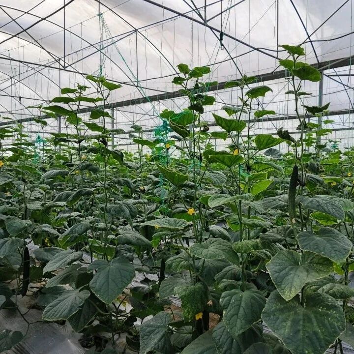 董塘镇江头村：大棚蔬菜喜丰收  特色产业促增收