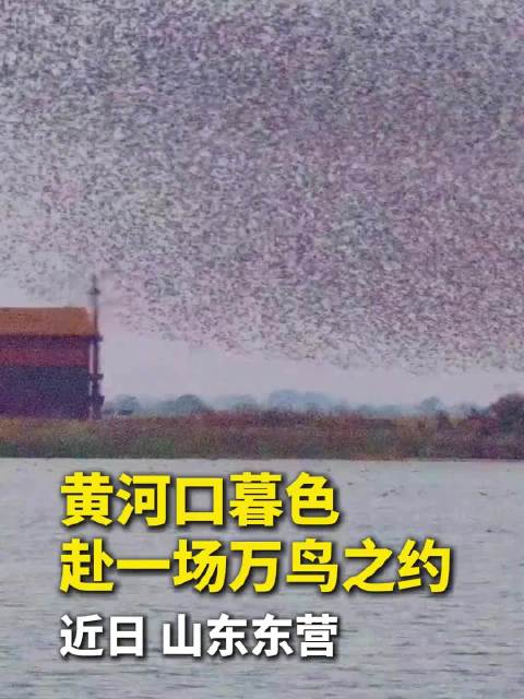 候鸟乘风而起形成飞天海浪