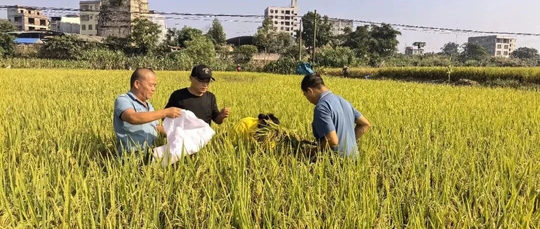浦北县乐民镇：党建引领抢农时 颗粒归仓稳粮安
