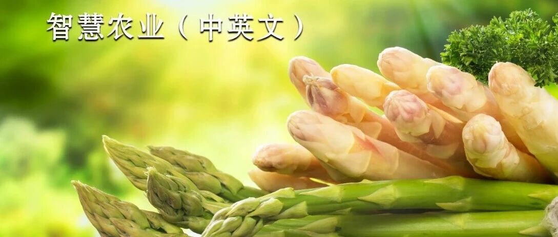 基于改进YOLOv11的采后芦笋分级检测方法