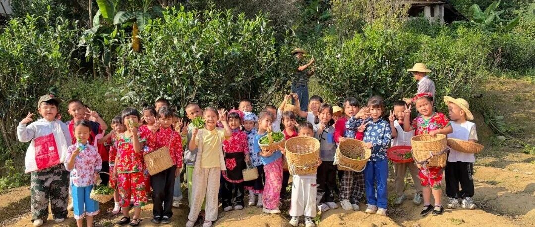 当“茶农”的一天!镇康这所幼儿园萌娃学采茶制茶 当“茶农”的一天!镇康这所幼儿园萌娃学采茶制茶