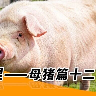 秋季养猪管理—— 母猪篇十二