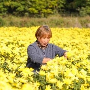 预计产值 50 多万元，铜山乡160亩菊花进入采摘期