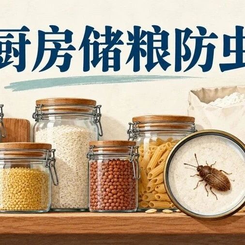 厨房出现Brotkäfer怎么办：找出虫源，污染食品丢弃