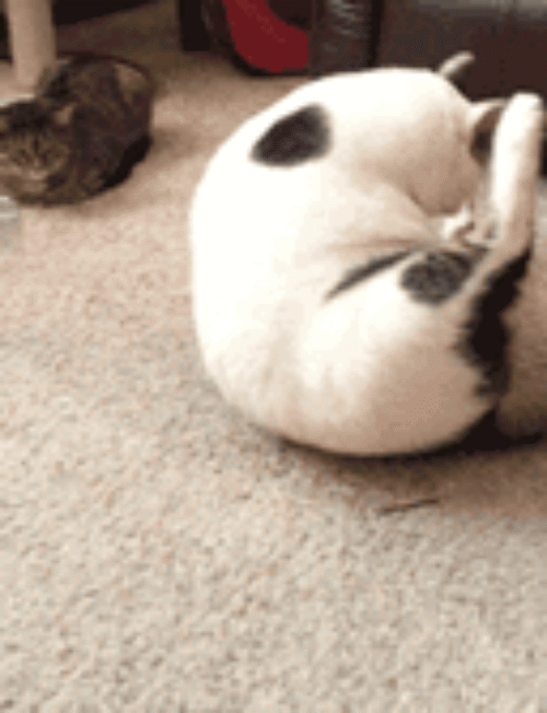 舔不到蛋蛋