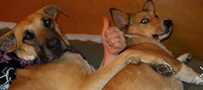 这狗试过都说好