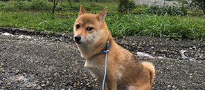 单身狗如何泡妹