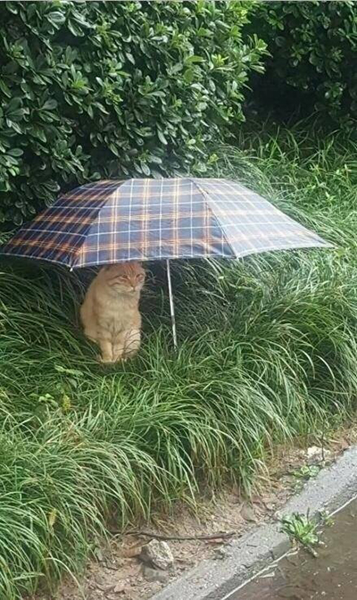 谁丢雨伞了